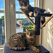 Snow a rejoint le concours — aidez-le/la à gagner de superbes lots ! cats, tabby_cats, pet, felines, cat_tree, window, indoor, sunlight, portrait, two_animals, striped_fur, green_eyes, sitting, lying_down, relaxed, playful, scratching_post, toy, home, bright_background