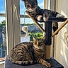cats, tabby_cats, pet, felines, cat_tree, window, indoor, sunlight, portrait, two_animals, striped_fur, green_eyes, sitting, lying_down, relaxed, playful, scratching_post, toy, home, bright_background