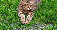 Snow participe au concours pour gagner de l'argent avec cette photo : cat, tabby_cat, feline, animal, pet, striped_fur, green_grass, outdoor, garden, gravel, lying_down, stretched_paws, pointed_ears, whiskers, yellow_eyes, closeup, portrait, nature, ground, alert