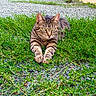 cat, tabby_cat, feline, animal, pet, striped_fur, green_grass, outdoor, garden, gravel, lying_down, stretched_paws, pointed_ears, whiskers, yellow_eyes, closeup, portrait, nature, ground, alert