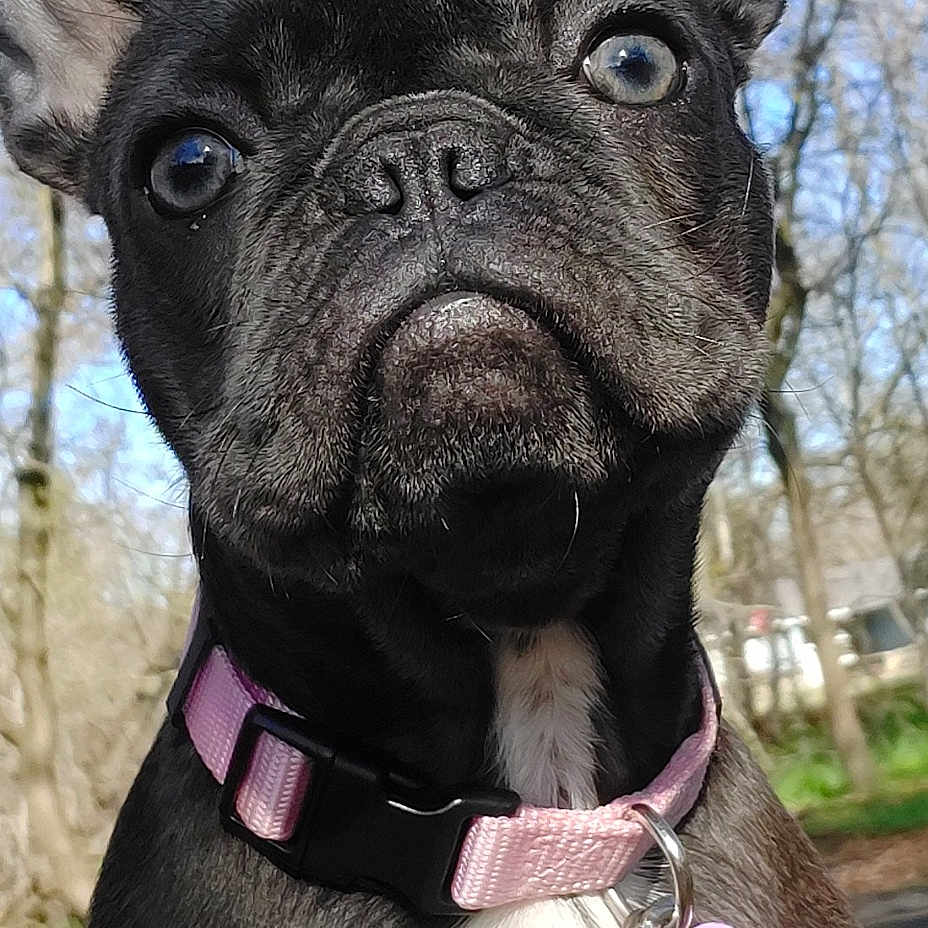 Valkyrie is registered to the contest to win money with this photo: accessories, animal, bostonbull, boxer, bulldog, canine, collar, dog, flower, frenchbulldog, grass, hound, pet, pitbull, plant, pug, puppy, purple, vegetation, whitedog