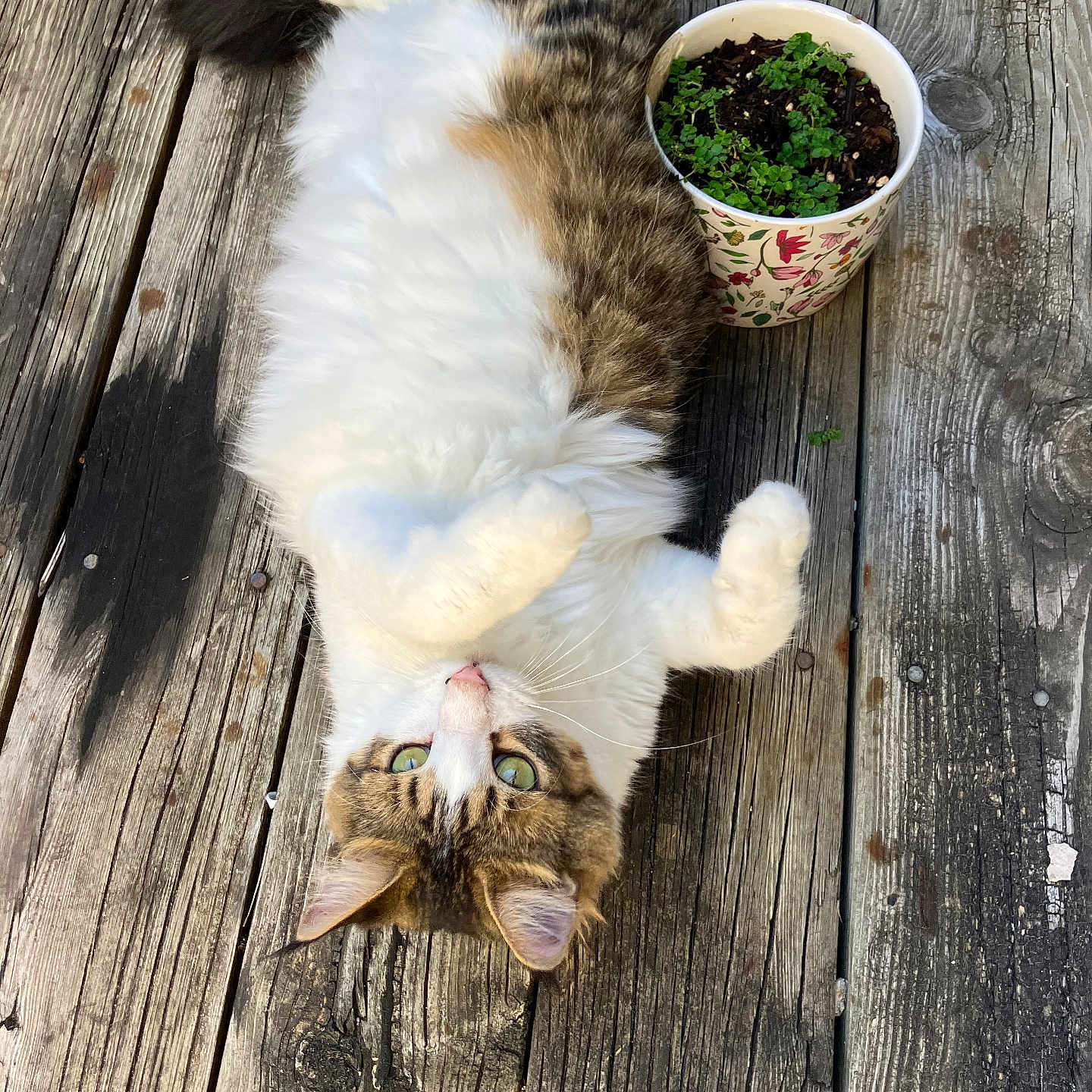 Lime joined the competition — help win amazing prizes! animal, architecture, building, cat, cookware, hardwood, herbal, herbs, house, housing, jar, pet, plant, planter, plywood, pot, pottedplant, pottery, vase, wood