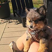 Léon participe au concours pour gagner de l'argent avec cette photo : puppy, dog, pet, outdoor, sunlight, summer, legs, footwear, chair, potted_plant, garden, fur, harness, cute, animal, small_dog, relaxing, human, nature, daylight