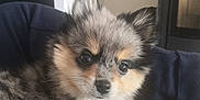 Léon a rejoint le concours — aidez-le/la à gagner de superbes lots ! puppy, dog, fluffy, fur, indoor, pet, animal, cute, eyes, snout, ears, paw, resting, curious, small, domestic, companion, young, couch, comfort