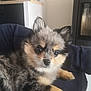 puppy, dog, fluffy, fur, indoor, pet, animal, cute, eyes, snout, ears, paw, resting, curious, small, domestic, companion, young, couch, comfort
