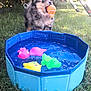 puppy, dog, toy, blue_pool, water, grass, outdoor, playful, pet, summer, sunlight, garden, small_pool, colorful, animal, cute, droplets, greenery, fun, backyard