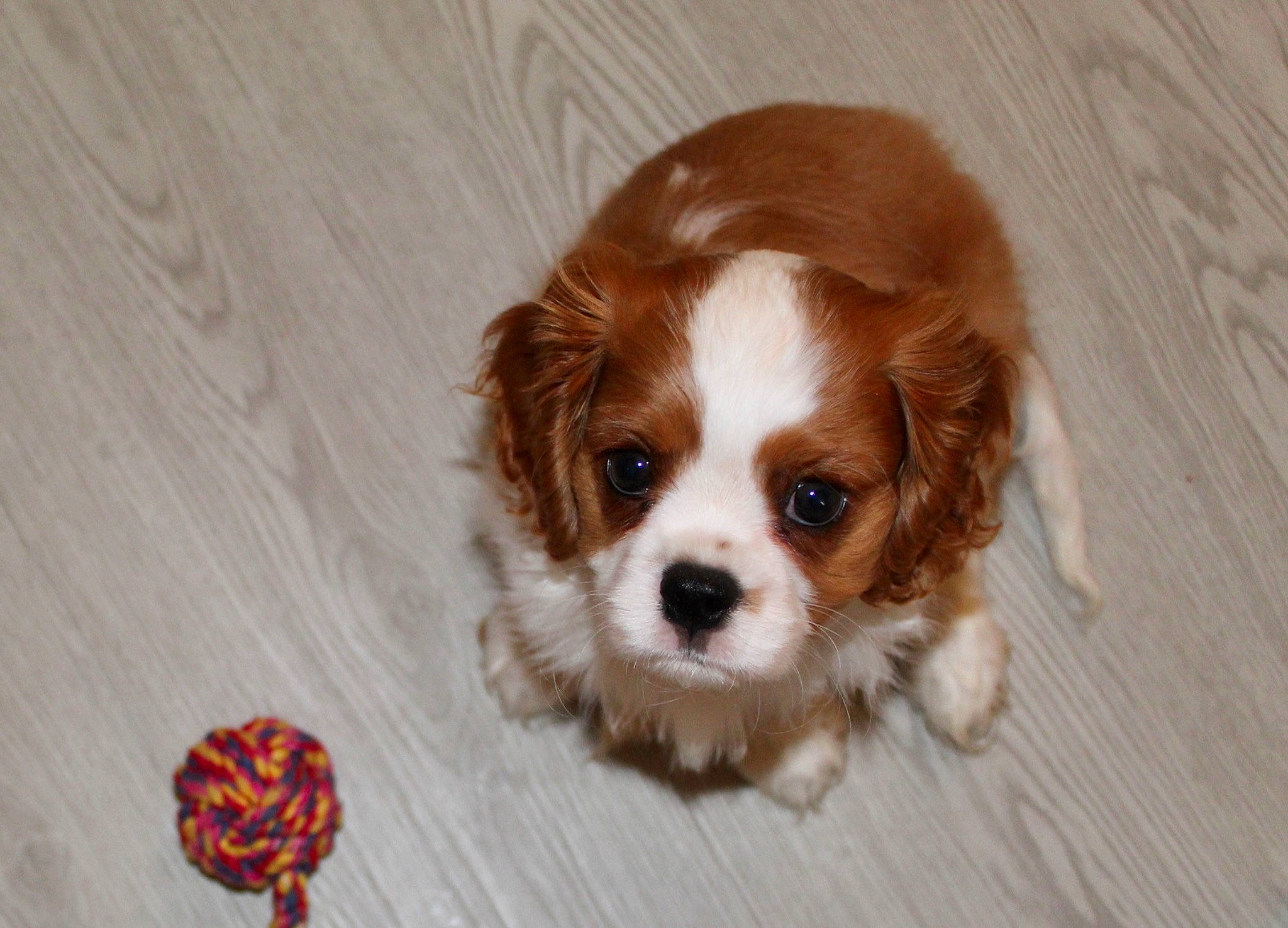 Sharly a rejoint le concours — aidez-le/la à gagner de superbes lots ! brown, canidae, carnivore, companion_dog, dog, dog_breed, door, fawn, fur, hardwood, king_charles_spaniel, liver, snout, spaniel, sporting_group, terrestrial_animal, toy_dog, whiskers, wood, working_animal