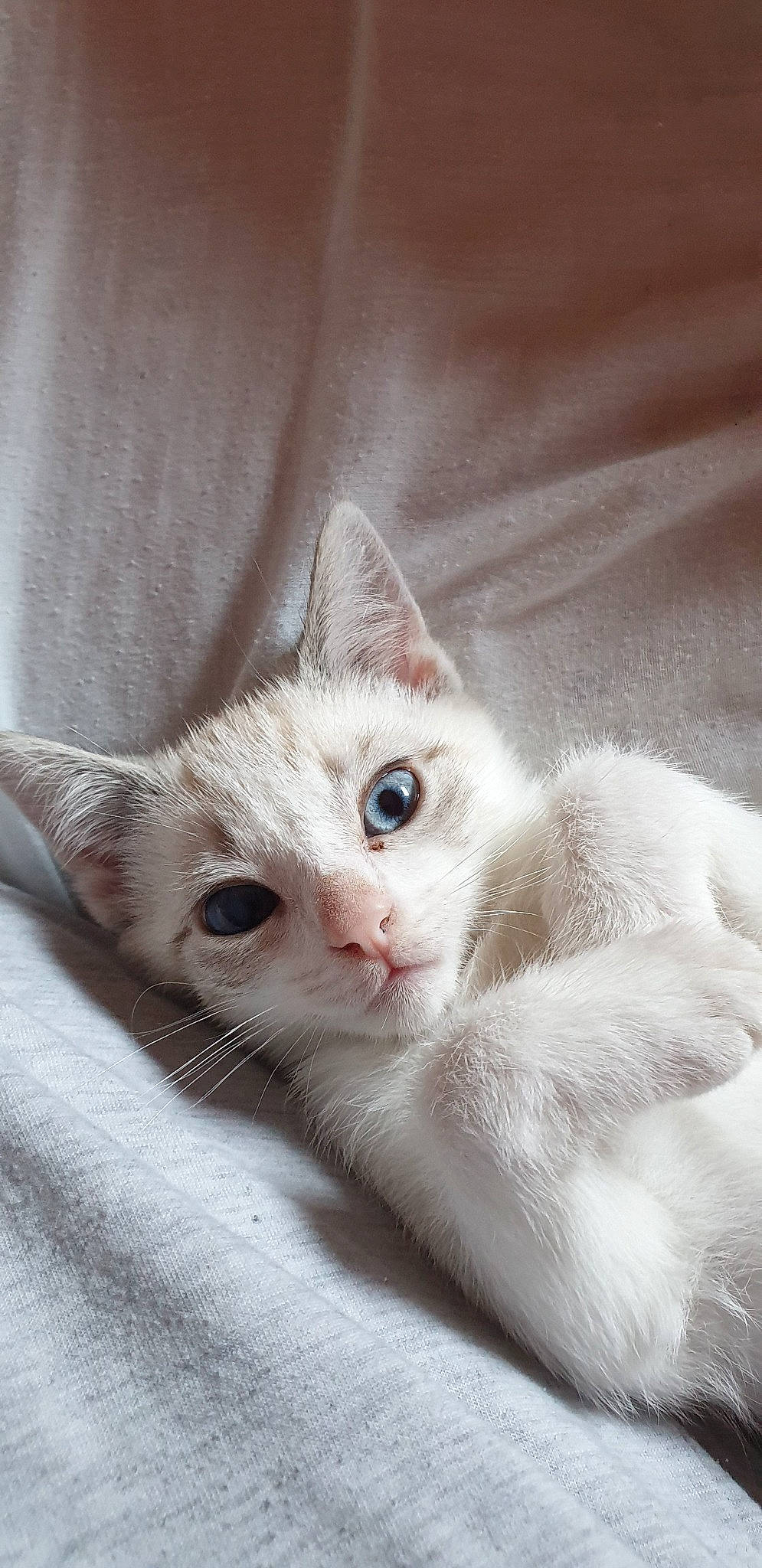 Princesse participe au concours pour gagner de l'argent avec cette photo : aegean_cat, american_wirehair, asian, burmilla, carnivore, cat, domestic_short_haired_cat, ear, eye, felidae, khao_manee, kitten, mammal, singapura, small_to_medium_sized_cats, snout, turkish_angora, turkish_van, vertebrate, whiskers