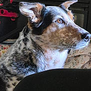 Gorgie joined the competition — help win amazing prizes! dog, pet, animal, fur, ears, brown, white, black, spotted, side_profile, looking_away, indoor, soft_light, portrait, close_up, canine, muzzle, whiskers, expression, focused