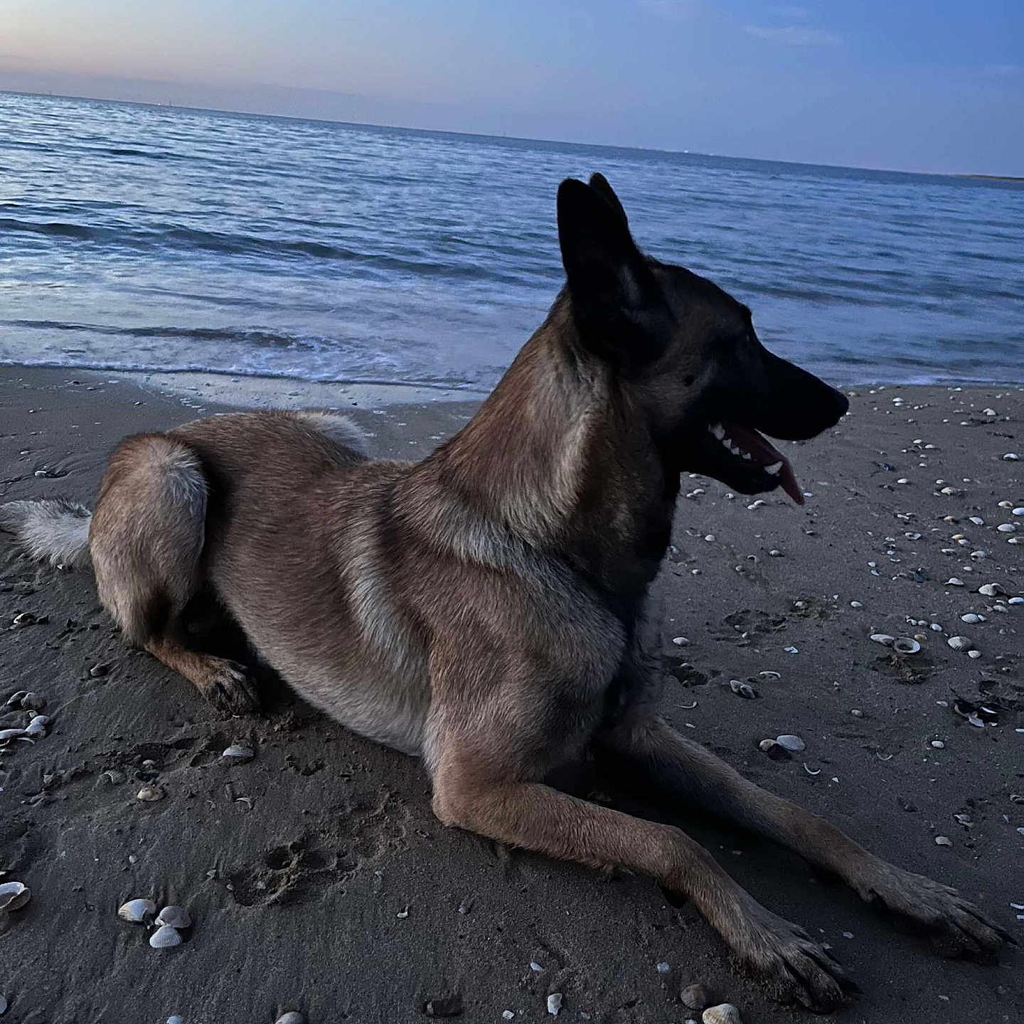 Smook participe au concours pour gagner de l'argent avec cette photo : animal, beach, canine, daylight, dog, lying, mammal, marine, nature, ocean, outdoor, peaceful, quiet, relaxing, sand, seashells, sky, sunset, water, waves