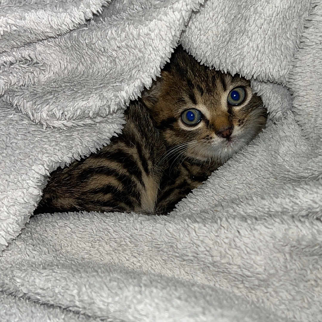 Gribounette participe au concours pour gagner de l'argent avec cette photo : animal, blanket, cat, comfort, cozy, curious, cute, eyes, fur, indoor, kitten, nest, pet, resting, sleepy, small, soft, tabby, warm, whiskers