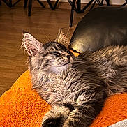 Adès participe au concours pour gagner de l'argent avec cette photo : cat, tabby, sleeping, indoor, orange_blanket, black_leather_couch, fur, pet, relaxation, cozy, closeup, animal, whiskers, paw, resting, feline, home, comfort, mammal, cute