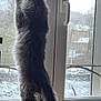 Adès a rejoint le concours — aidez-le/la à gagner de superbes lots ! cat, gray_cat, fluffy, standing, window, windowsill, indoor, natural_light, snow, winter, animal, pet, curious, long_tail, feline, looking_out, back_view, quiet, home, daylight