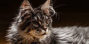 Adès a rejoint le concours — aidez-le/la à gagner de superbes lots ! cat, maine_coon, feline, whiskers, fur, portrait, close_up, animal, pet, ears, brown_eyes, long_hair, muzzle, side_view, indoor, soft_light, detailed, fluffy, domestic_cat, focused
