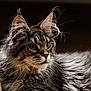 cat, maine_coon, feline, whiskers, fur, portrait, close_up, animal, pet, ears, brown_eyes, long_hair, muzzle, side_view, indoor, soft_light, detailed, fluffy, domestic_cat, focused