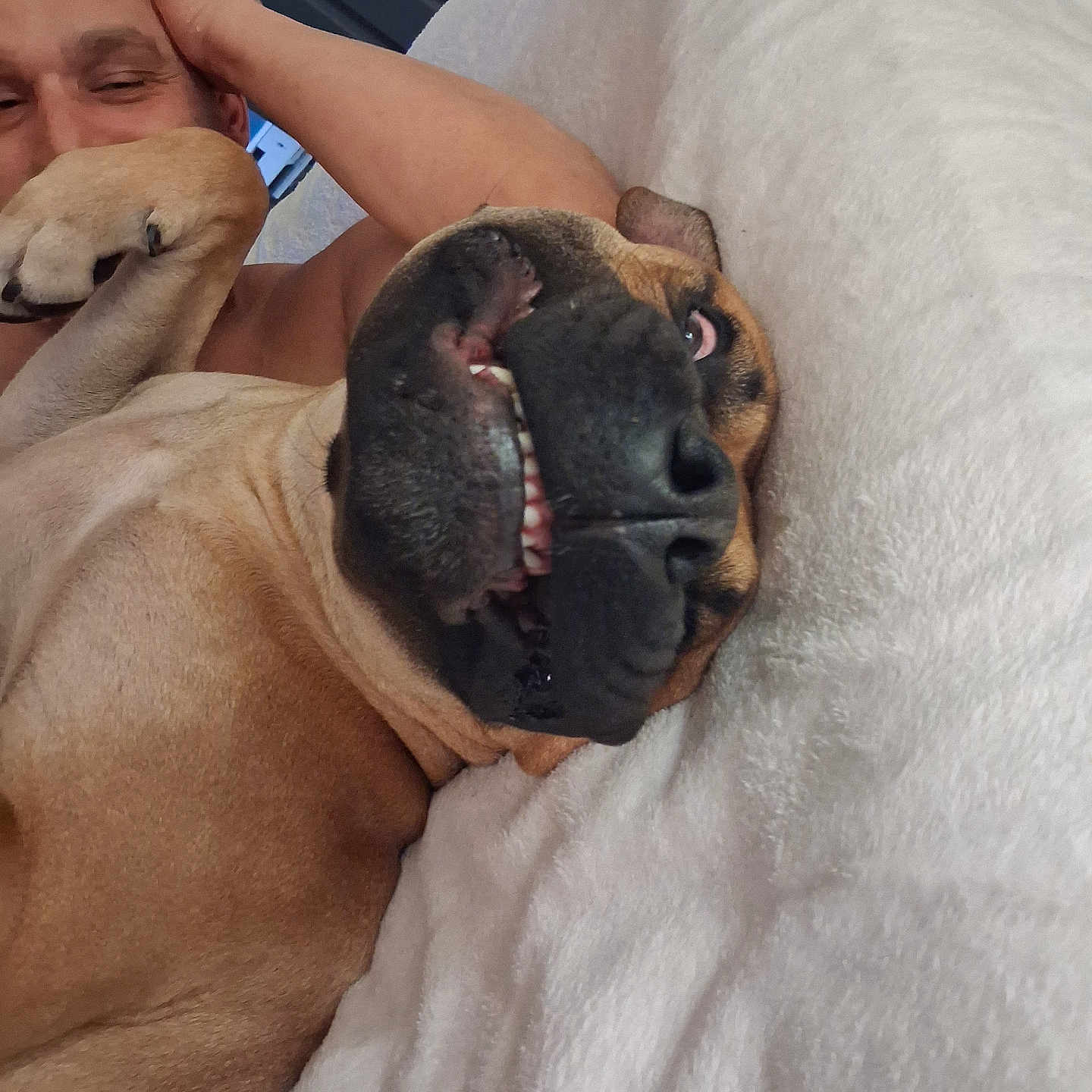 Shaggy is registered to the contest to win money with this photo: dog, man, smile, lying_down, indoor, blanket, playful, pet, canine, relaxed, cozy, closeup, brown_dog, teeth, face, expression, human, resting, friendship, funny