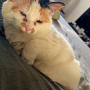 Little Girl is registered to the contest to win money with this photo: cat, calico, fluffy, indoor, resting, relaxed, feline, pet, domestic_animal, window_light, cushion, home_interior, soft_texture, closeup, whiskers, ears, fur, sleepy, cozy, animal