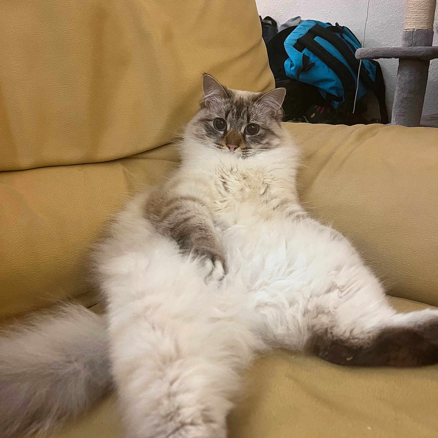Coco participe au concours pour gagner de l'argent avec cette photo : cat, fluffy, long_hair, feline, pet, animal, portrait, sitting, lounging, relaxed, wide_eyed, whiskers, ears, paws, tail, white_fur, gray_markings, couch, indoor, cat_tree