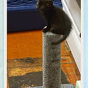 Mellow joined the competition — help win amazing prizes! kitten, black_cat, scratching_post, pet_carrier, indoor, floor, towel, curious, small_animal, feline, cat_toy, household, pet, carpet, brick_floor, animal, cute, young_cat, domestic_cat, playful