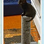 kitten, black_cat, scratching_post, pet_carrier, indoor, floor, towel, curious, small_animal, feline, cat_toy, household, pet, carpet, brick_floor, animal, cute, young_cat, domestic_cat, playful