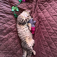 Maddie is registered to the contest to win money with this photo: cat, kitten, sleeping, sleepy, animal, pet, tabby, fur, whiskers, closed_eyes, cuddling, toy, knitted_toy, quilt, bed, blanket, indoor, festive_decoration, colorful, relaxed