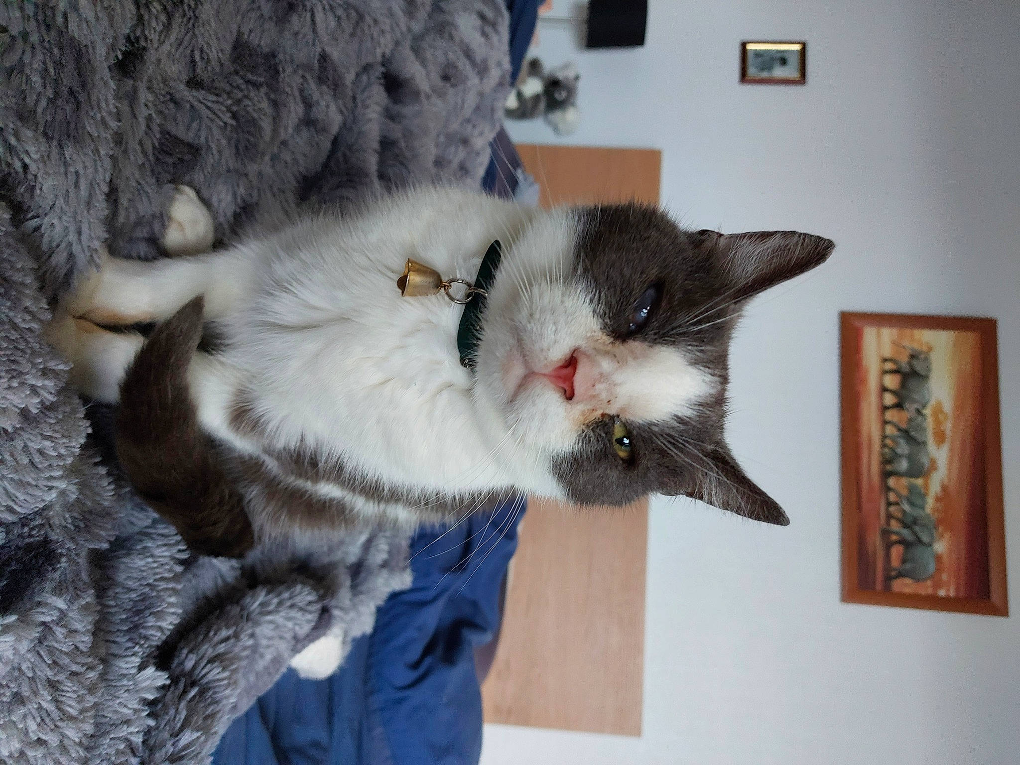 Darius participe au concours pour gagner de l'argent avec cette photo : carnivore, cat, domestic_short_haired_cat, ear, felidae, fur, grey, house, natural_material, paw, picture_frame, small_to_medium_sized_cats, tail, whiskers