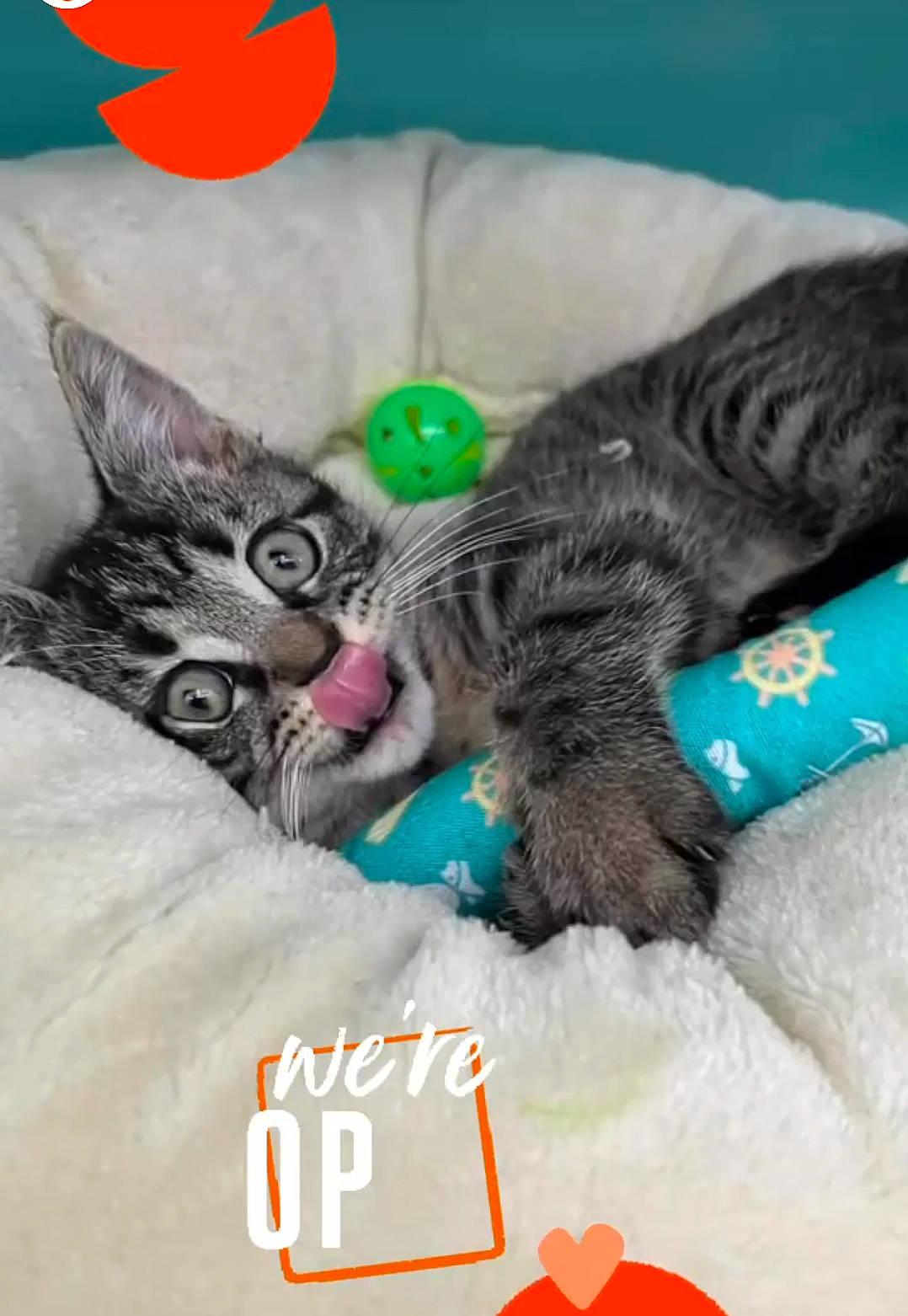 Tyrion a rejoint le concours — aidez-le/la à gagner de superbes lots ! carnivore, cat, cat_supply, claw, comfort, domestic_short_haired_cat, felidae, font, fur, hug, mammal, nap, paw, photo_caption, small_to_medium_sized_cats, snout, tail, vertebrate, whiskers