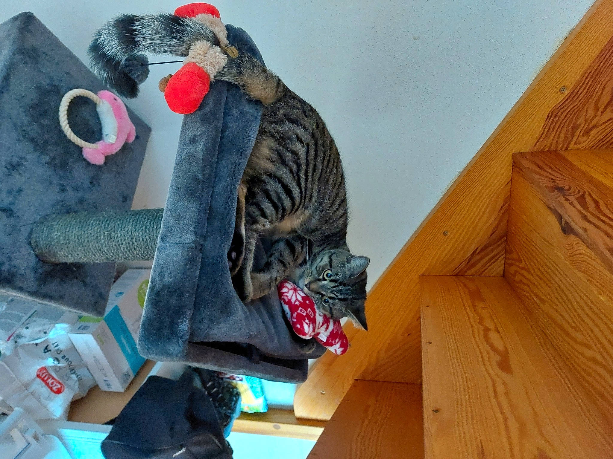 Tyrion a rejoint le concours — aidez-le/la à gagner de superbes lots ! carmine, costume, eyewear, fur, grey, hardwood, plush, plywood, room, sky, stuffed_toy, toy, wood, wood_stain