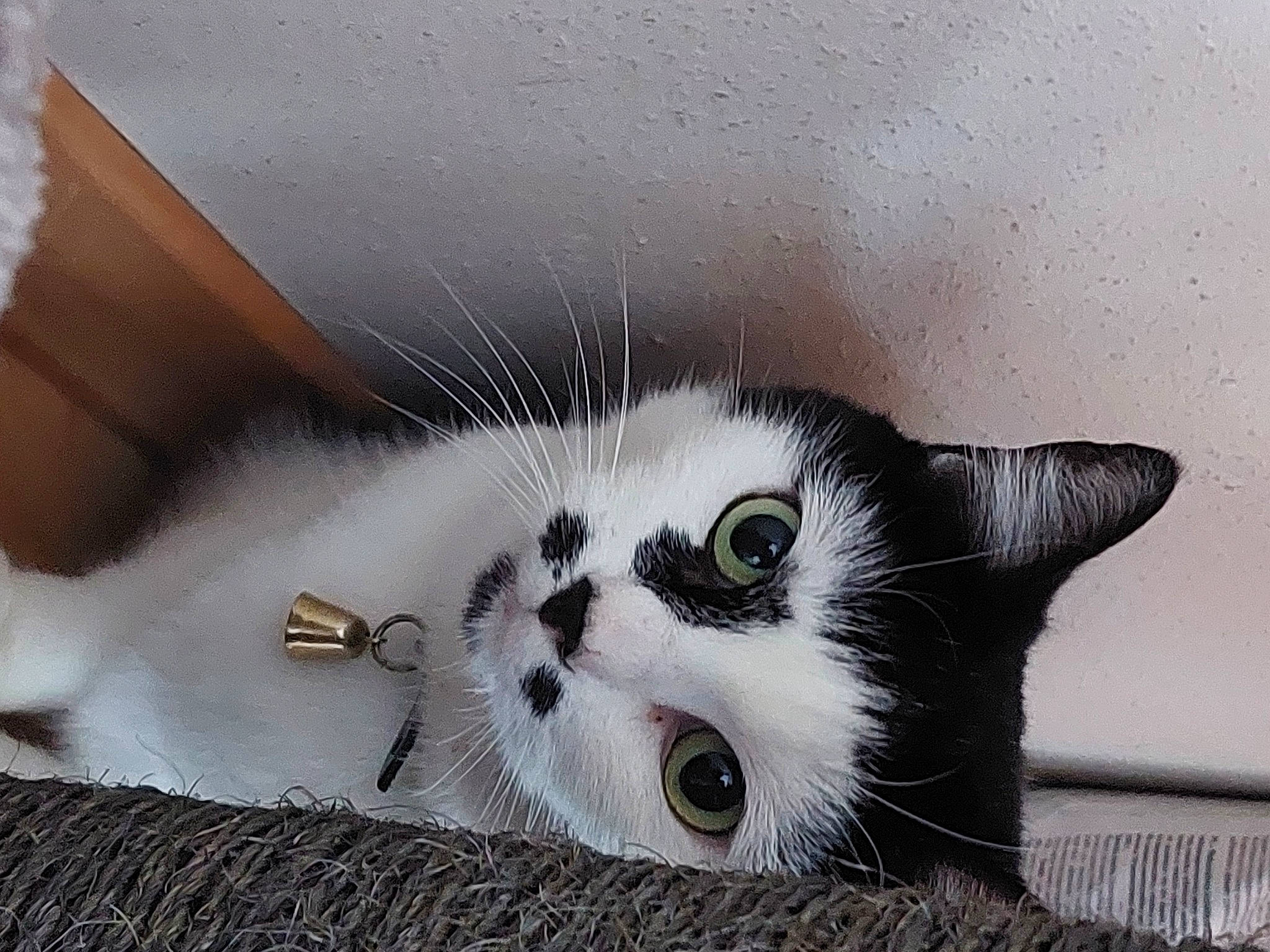 Zoé participe au concours pour gagner de l'argent avec cette photo : art, carnivore, cat, domestic_short_haired_cat, eye, felidae, fur, nose, paw, photo_caption, small_to_medium_sized_cats, snout, tail, whiskers