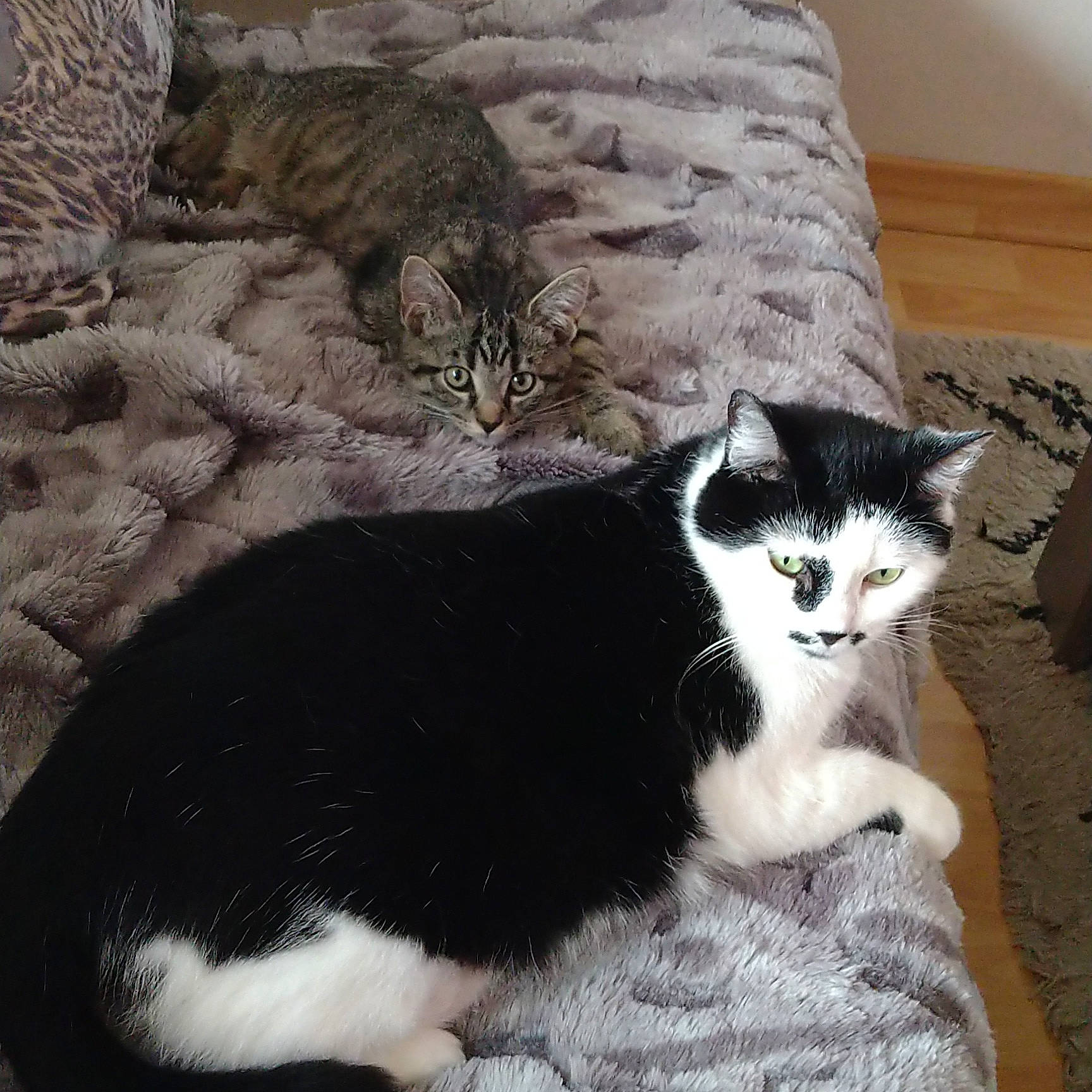 Zoé participe au concours pour gagner de l'argent avec cette photo : carnivore, cat, cat_supply, comfort, domestic_short_haired_cat, felidae, foot, fur, grey, linens, paw, sitting, small_to_medium_sized_cats, snout, tail, terrestrial_animal, whiskers