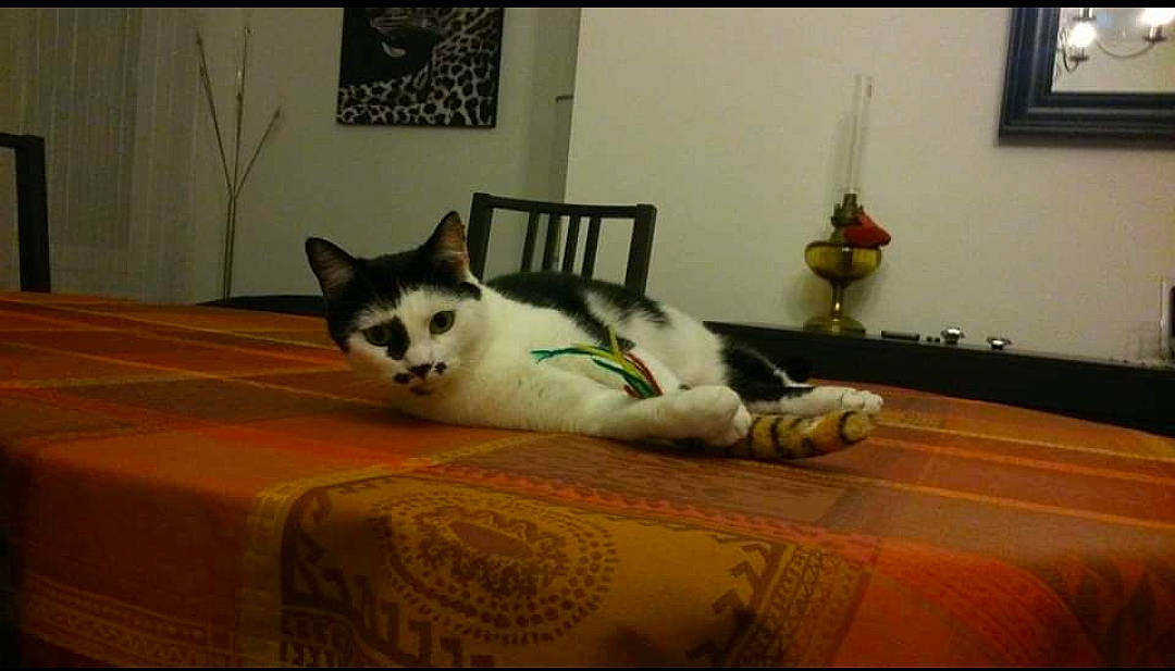 Zoé participe au concours pour gagner de l'argent avec cette photo : carnivore, cat, comfort, domestic_short_haired_cat, eye, felidae, floor, flooring, fur, hardwood, houseplant, mammal, paw, picture_frame, small_to_medium_sized_cats, snout, tail, toy, whiskers, wood