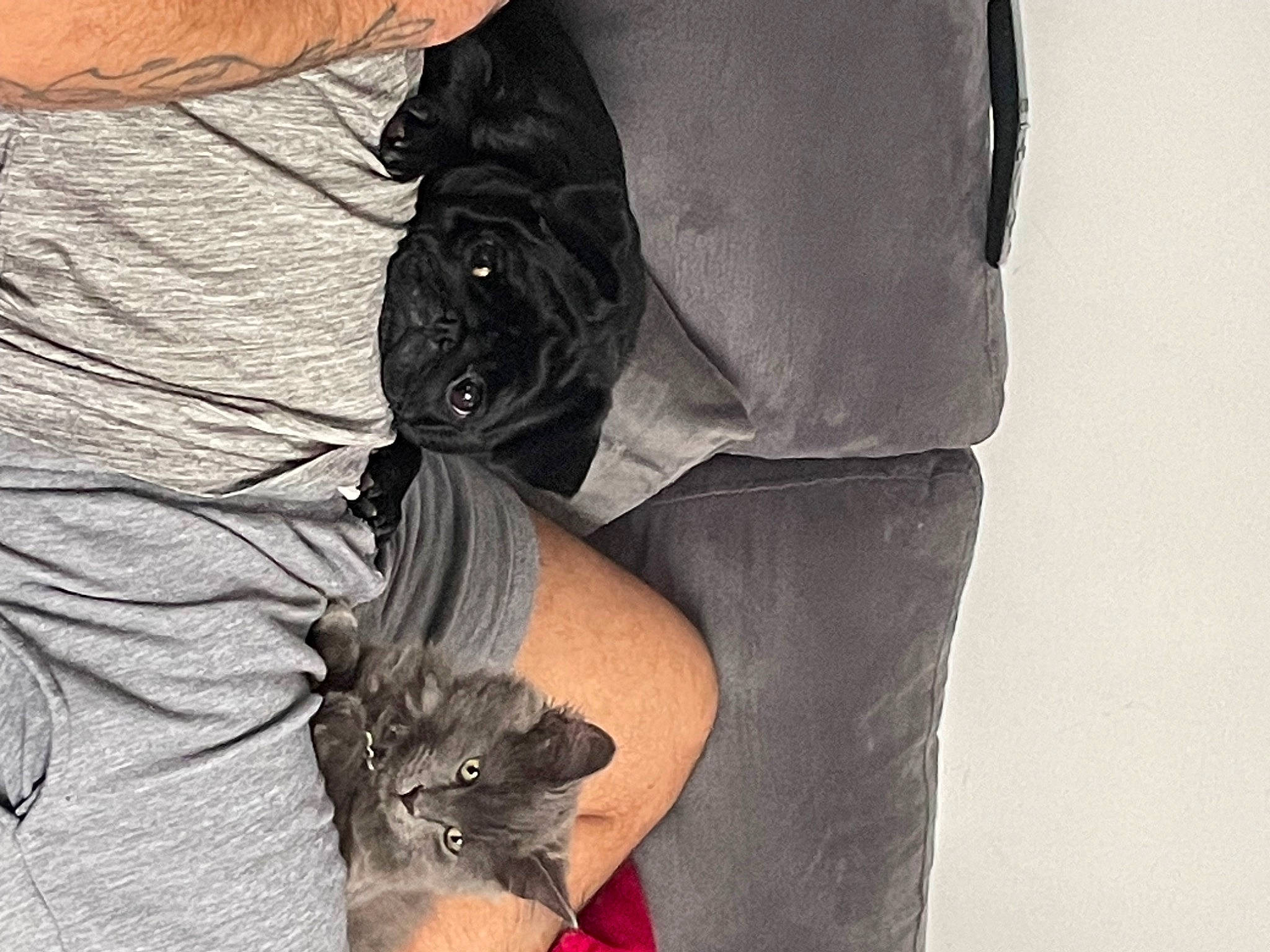Smoke a rejoint le concours — aidez-le/la à gagner de superbes lots ! comfort, dress, fashion_accessory, fashion_design, fur, grey, human_leg, knee, sleeve, thigh, top, waist