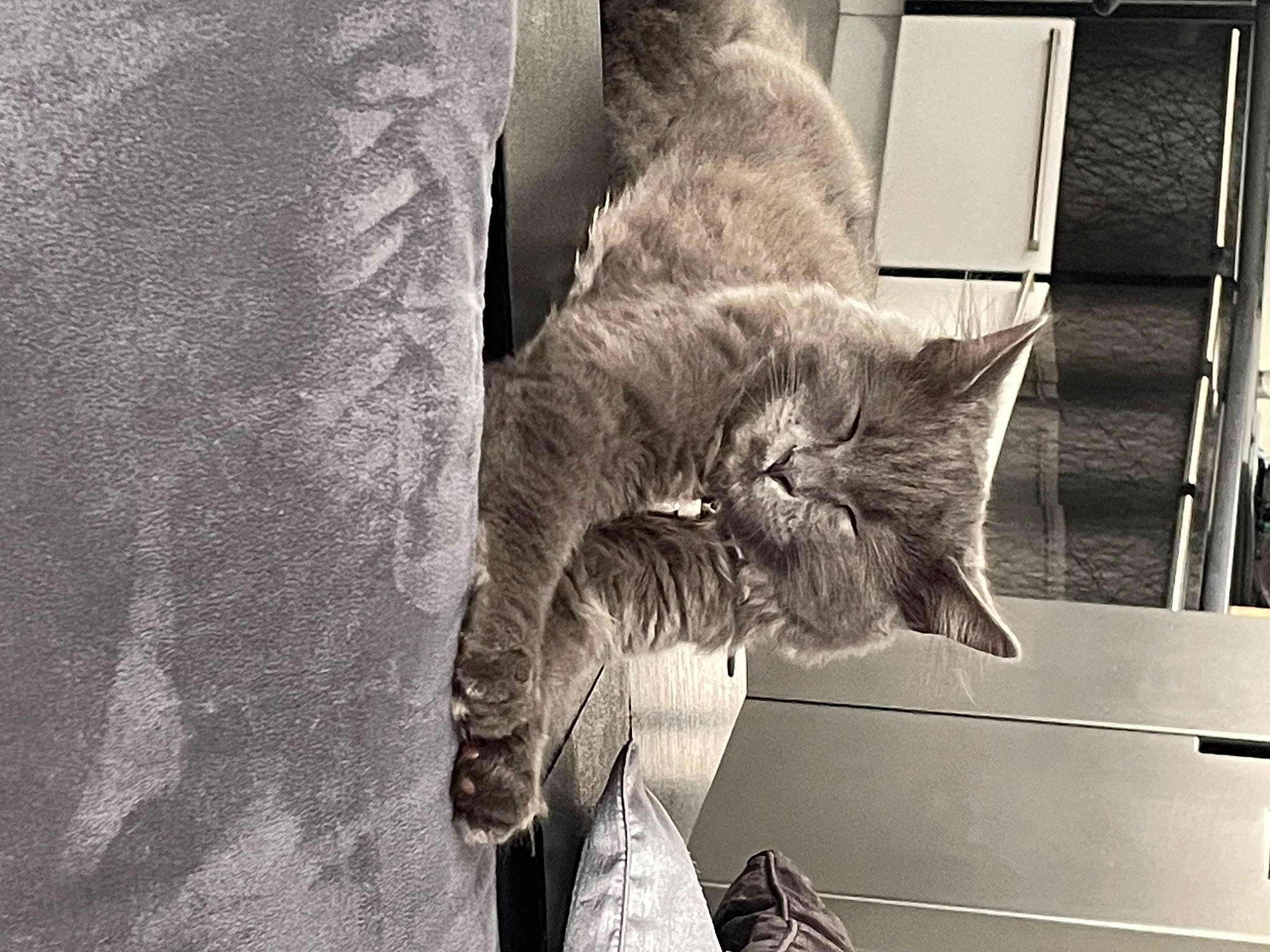 Smoke participe au concours pour gagner de l'argent avec cette photo : black_and_white, carnivore, cat, comfort, curious, domestic_short_haired_cat, felidae, fur, grey, monochrome, monochrome_photography, paw, sitting, small_to_medium_sized_cats, snout, style, tail, whiskers, window