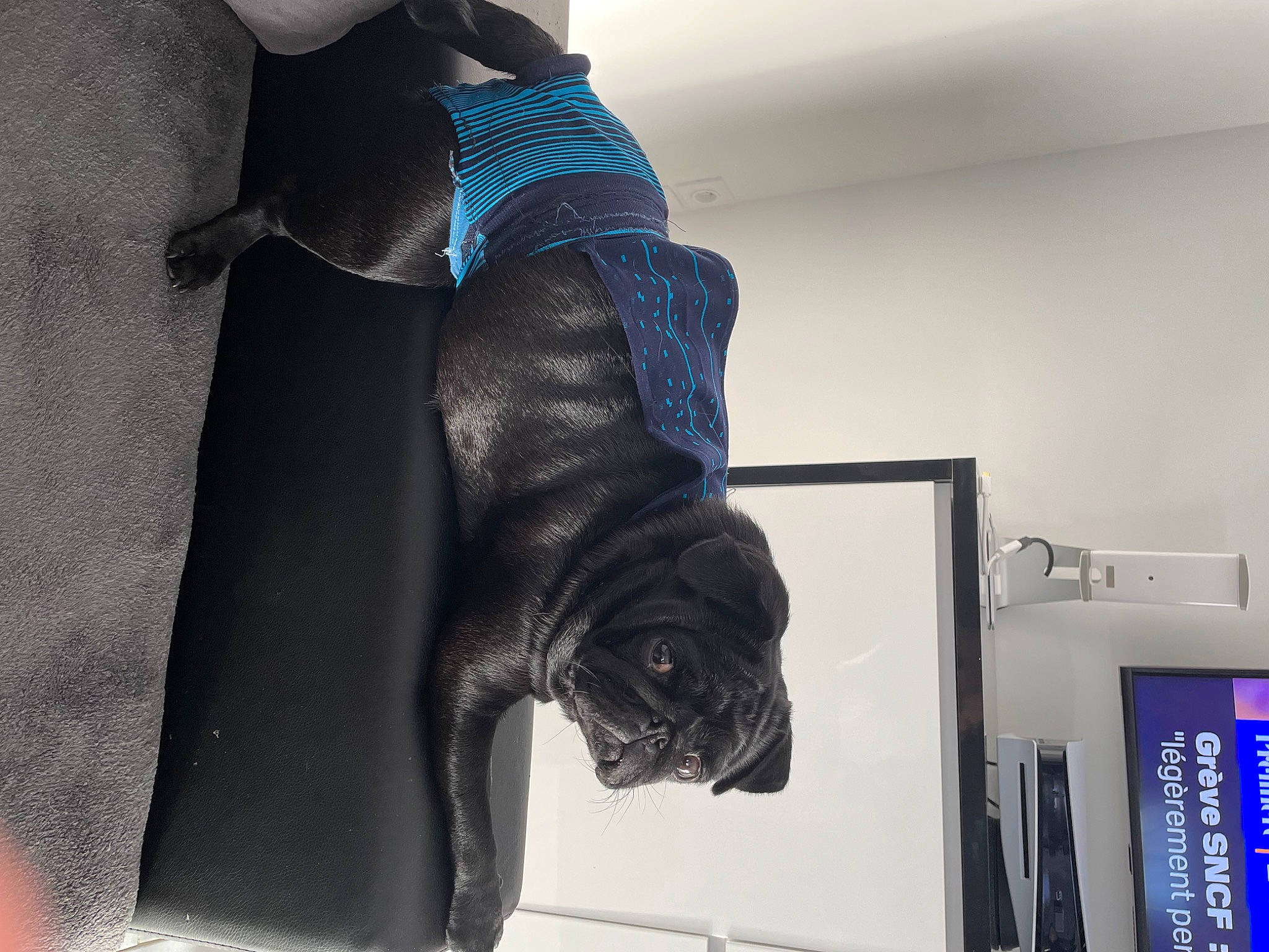 Raïley a rejoint le concours — aidez-le/la à gagner de superbes lots ! companion_dog, denim, elbow, electric_blue, fashion_accessory, flooring, fur, grey, human_leg, knee, leather, pattern, personal_protective_equipment, room, selfie, sleeve, sporting_group, sportswear, thigh, waist