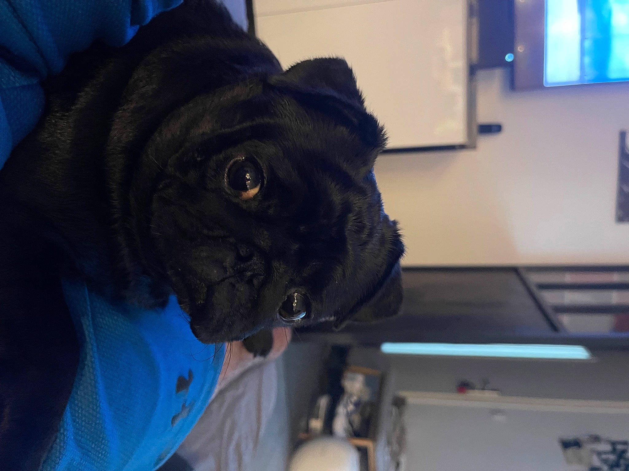 Raïley participe au concours pour gagner de l'argent avec cette photo : canidae, carnivore, collar, companion_dog, dog, dog_breed, ear, electric_blue, fawn, fur, personal_protective_equipment, picture_frame, pug, snout, sporting_group, television, toy_dog, whiskers, working_animal, wrinkle