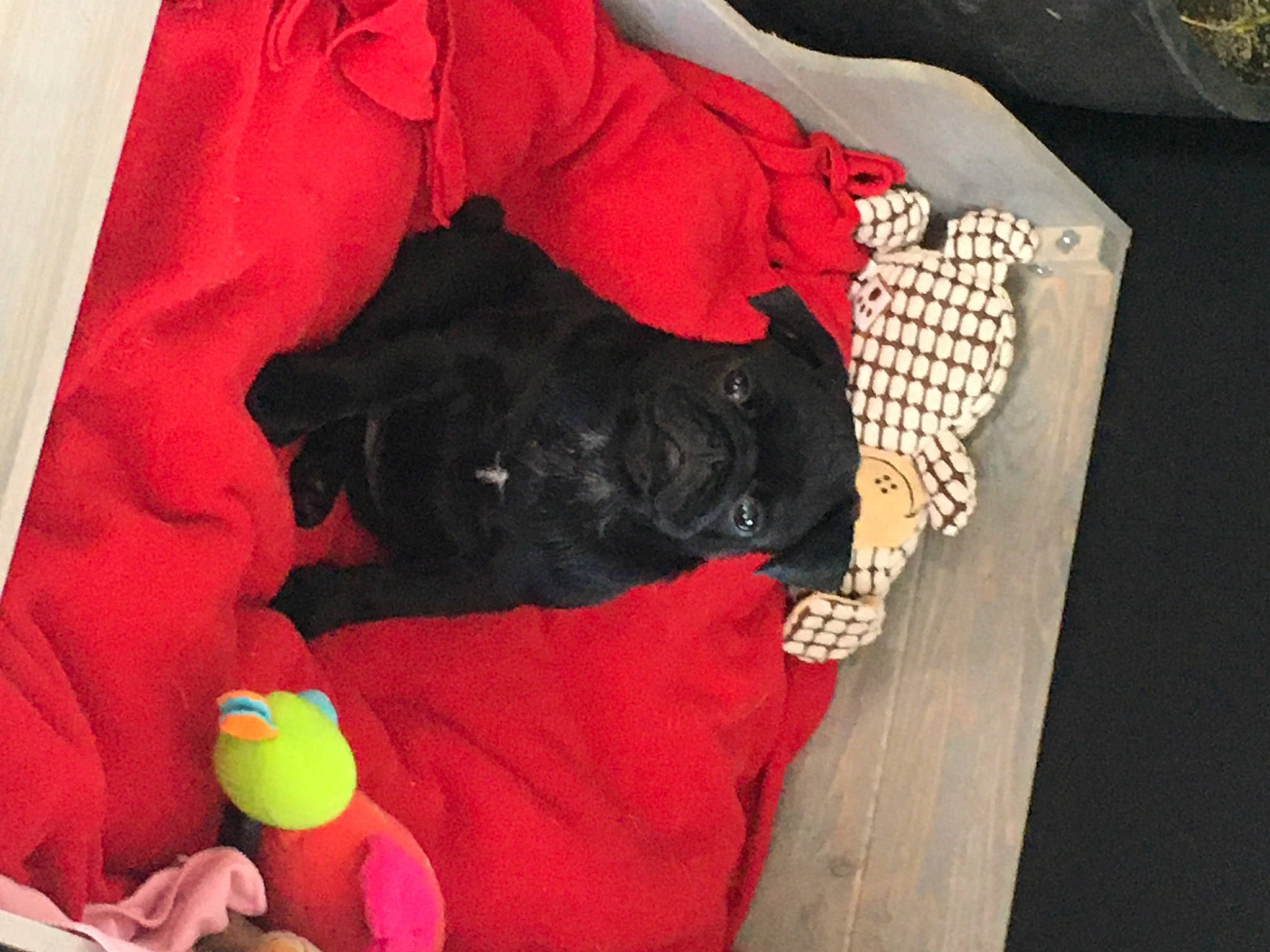 Raïley