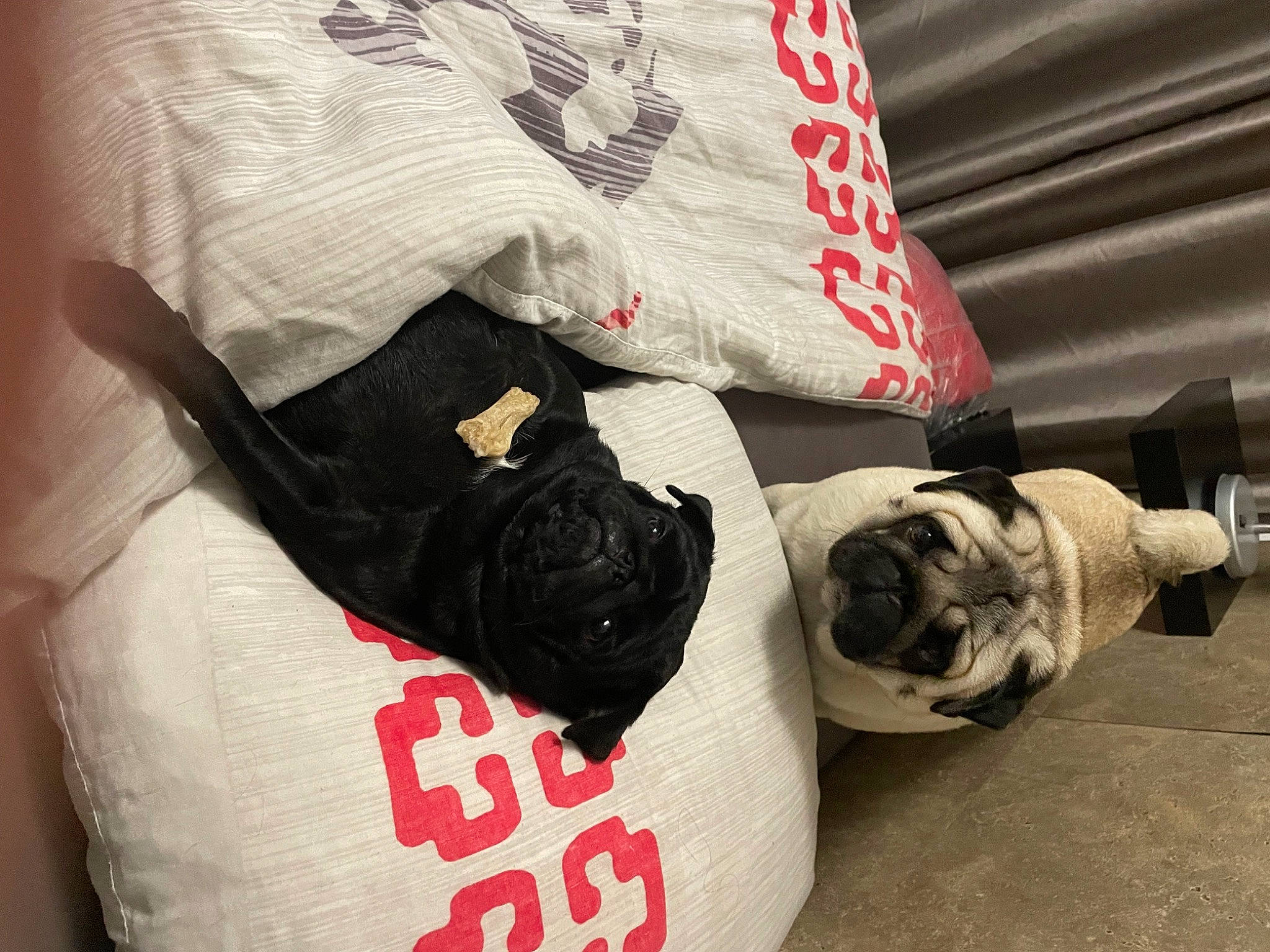 Jabba participe au concours pour gagner de l'argent avec cette photo : bag, canidae, carmine, carnivore, comfort, companion_dog, dog, dog_breed, dog_supply, eyewear, font, fur, linens, pattern, pet_supply, pug, sleeve, sporting_group, textile, toy_dog
