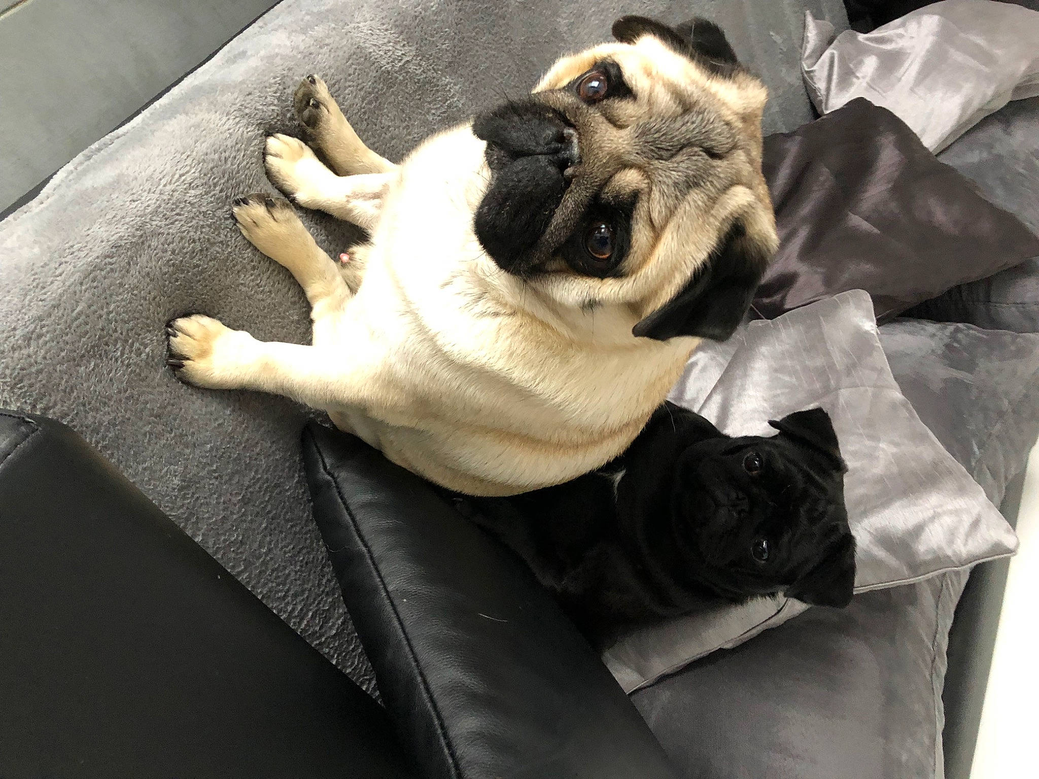 Jabba participe au concours pour gagner de l'argent avec cette photo : bored, bulldog, canidae, carnivore, comfort, companion_dog, dog, dog_breed, fawn, felidae, fur, linens, non_sporting_group, pug, snout, sporting_group, toy_dog, whiskers, working_animal, wrinkle