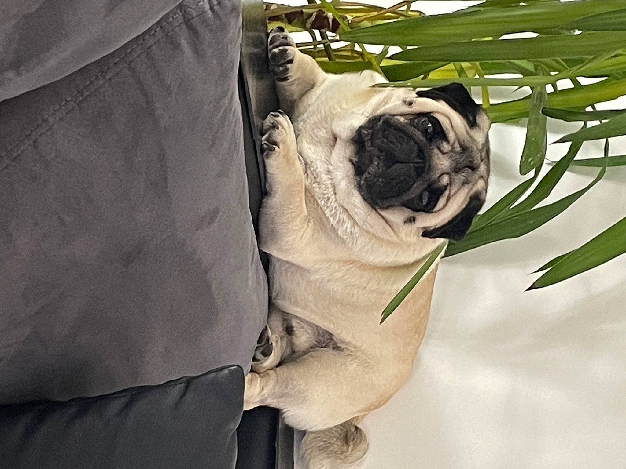 Jabba participe au concours pour gagner de l'argent avec cette photo : camera_lens, carnivore, companion_dog, dog, dog_breed, eyewear, fawn, grass, petal, plant, pug, rose, snout, sporting_group, sunglasses, textile, toy_dog, tree, window, working_animal