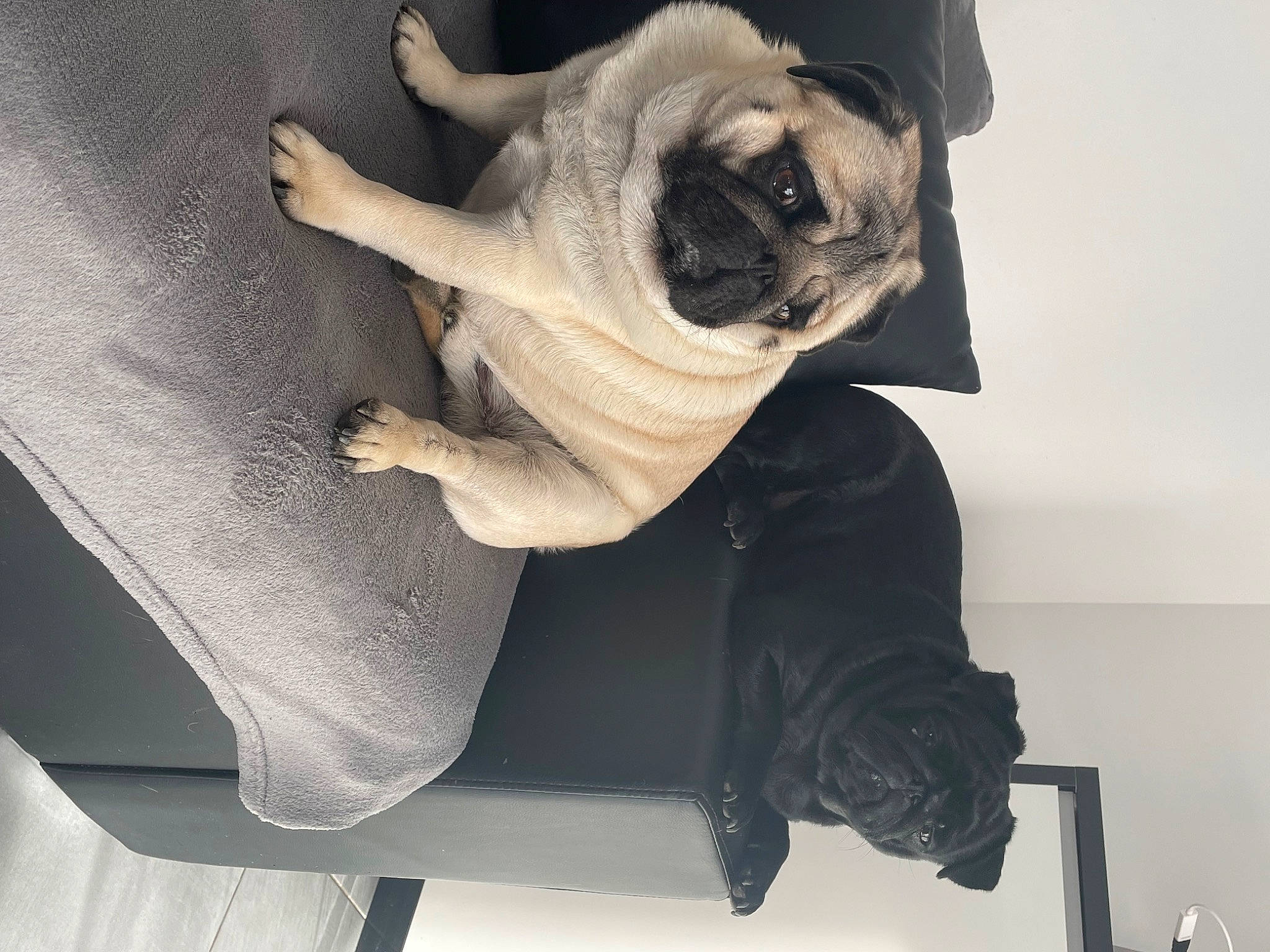 Jabba a rejoint le concours — aidez-le/la à gagner de superbes lots ! canidae, carnivore, comfort, companion_dog, dog, dog_breed, dog_collar, fawn, foot, fur, gesture, human_leg, pug, sitting, snout, sporting_group, toy_dog, window, working_animal, wrinkle