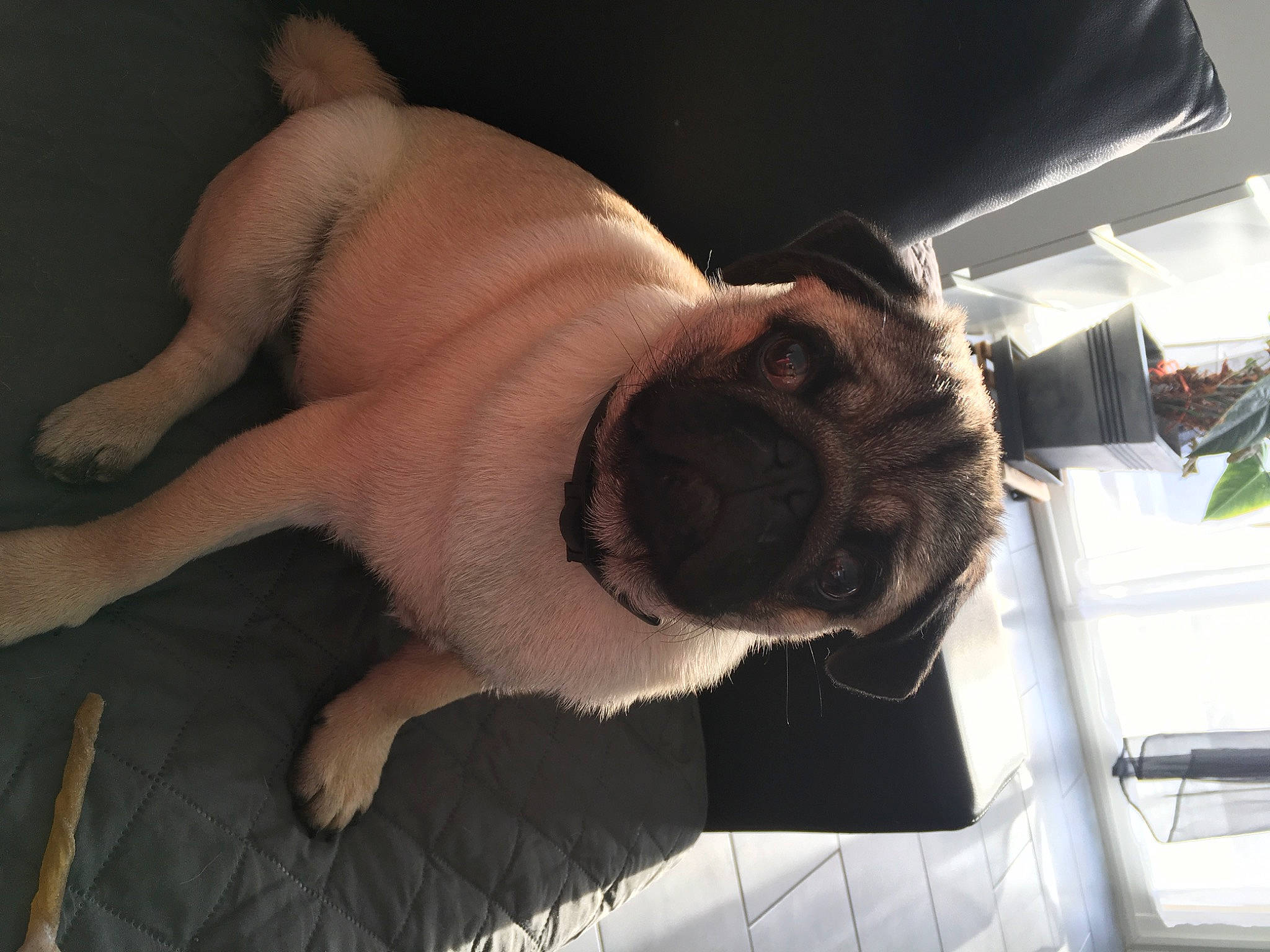 Jabba