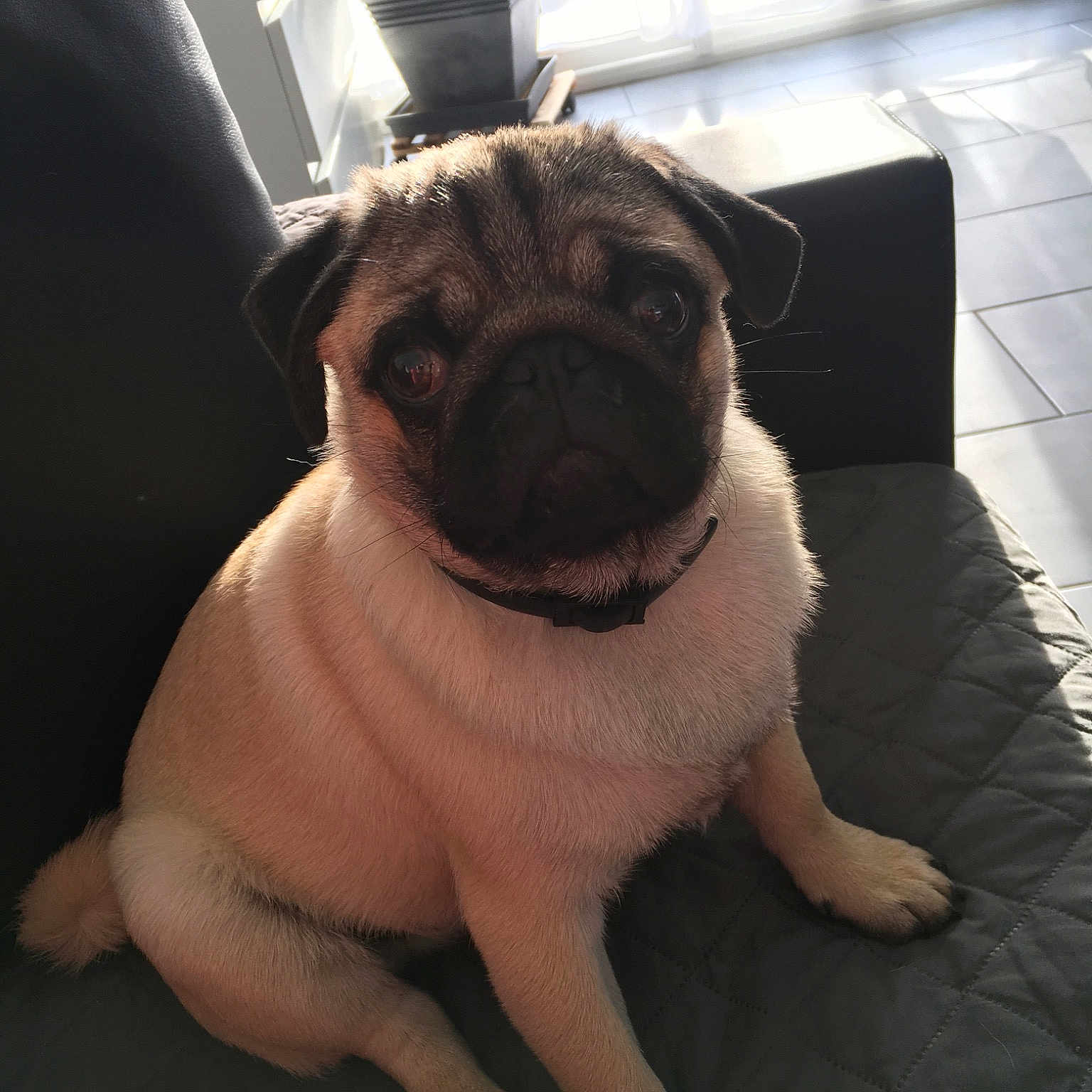 Jabba