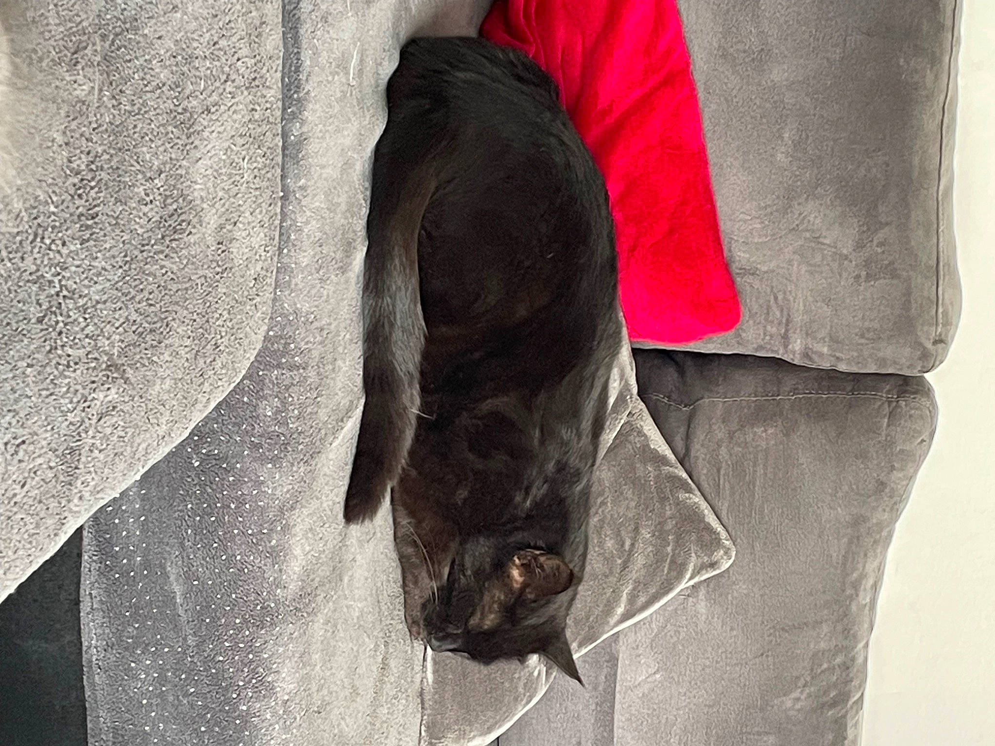 Sukha participe au concours pour gagner de l'argent avec cette photo : carmine, denim, elephant, fashion_accessory, fur, grey, human_leg, jacket, leather, magenta, natural_material, pattern, pocket, sleeve, snout, sporting_group, terrestrial_animal, textile, working_animal