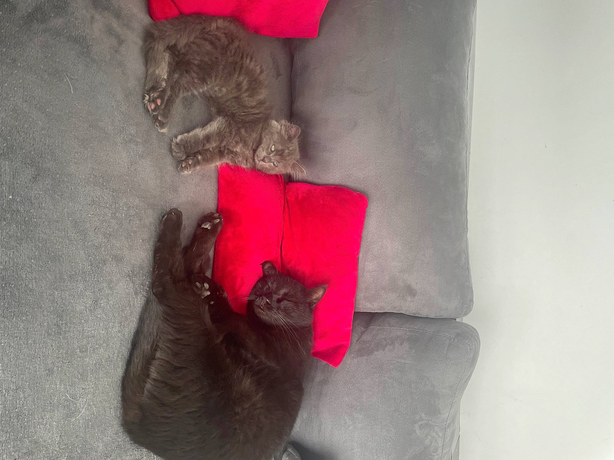 Sukha participe au concours pour gagner de l'argent avec cette photo : canidae, carmine, comfort, coquelicot, fashion_accessory, felidae, fur, grey, hat, human_leg, linens, liver, magenta, natural_material, sleeve, small_to_medium_sized_cats, sporting_group, tail, wool