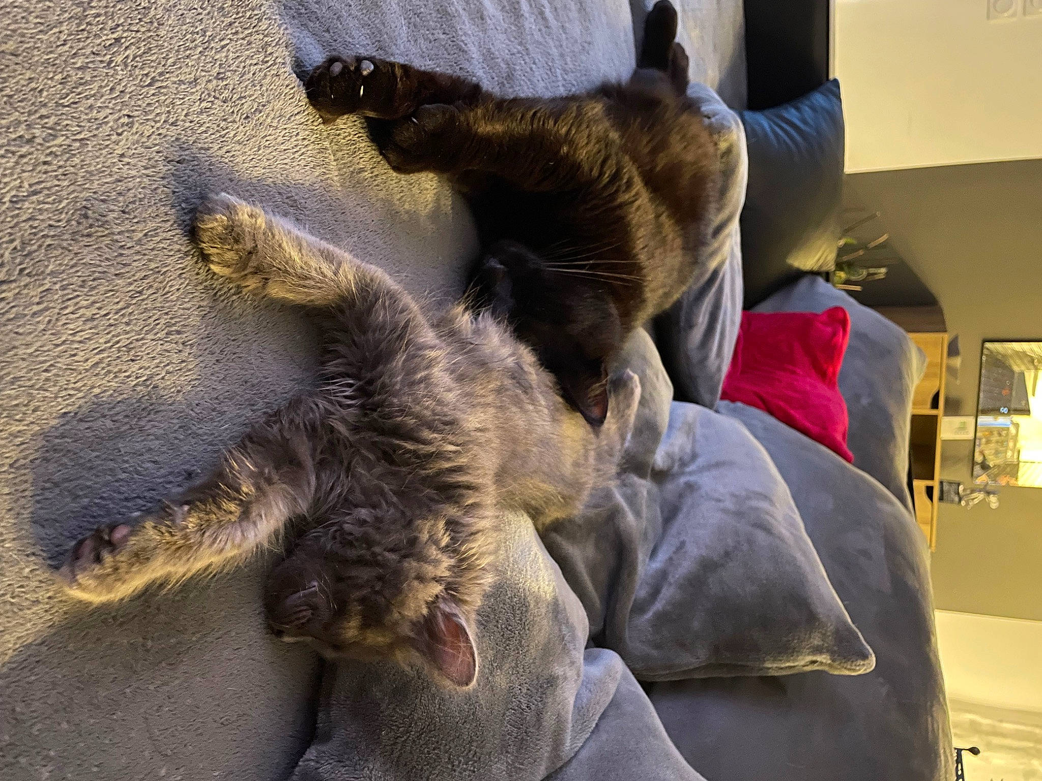 Sukha a rejoint le concours — aidez-le/la à gagner de superbes lots ! canidae, carnivore, claw, comfort, companion_dog, dog_breed, domestic_short_haired_cat, felidae, fur, gesture, lap, nap, paw, small_to_medium_sized_cats, snout, sporting_group, tail, toy