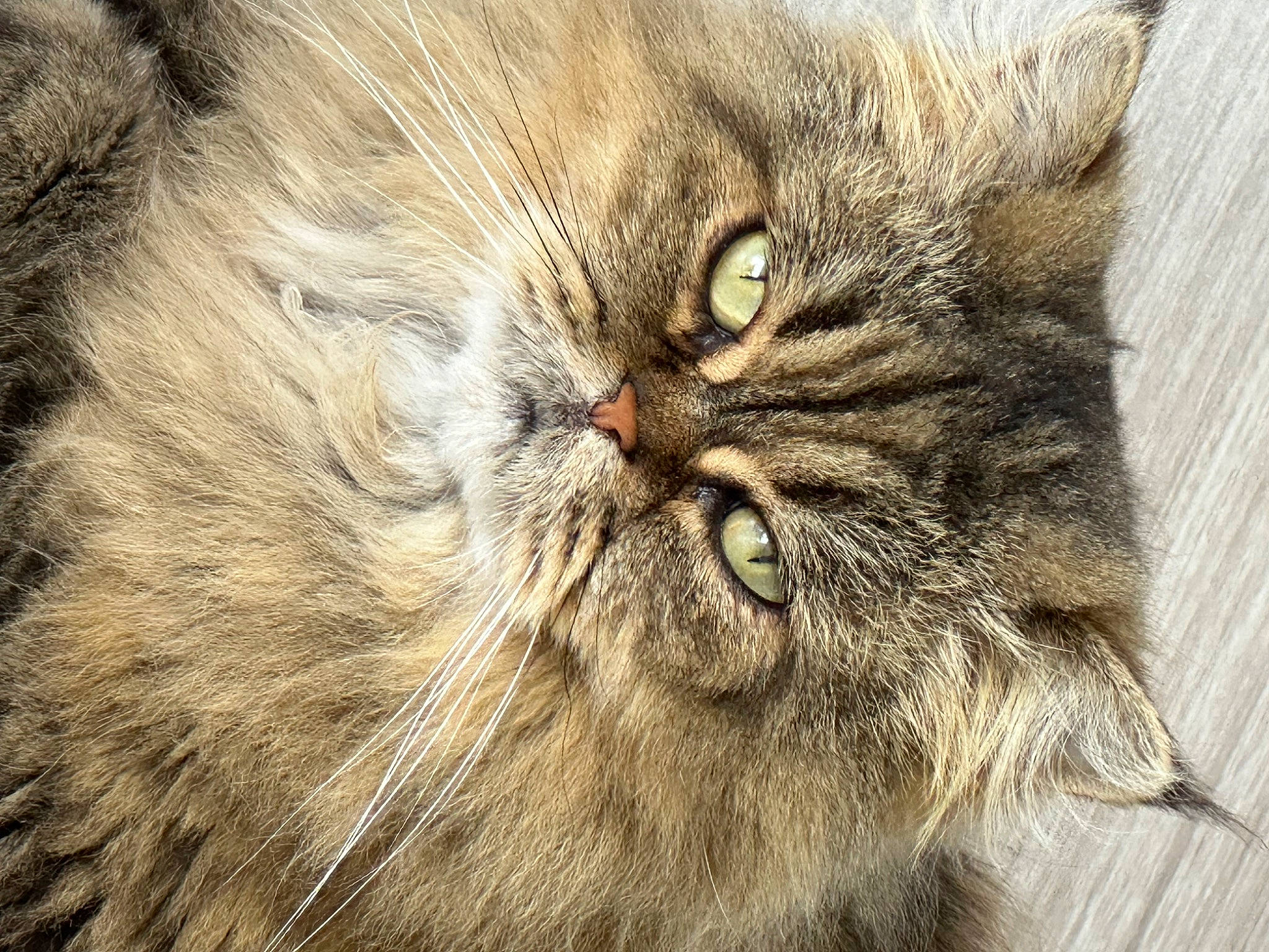 Oya participe au concours pour gagner de l'argent avec cette photo : british_longhair, carnivore, cat, close_up, domestic_short_haired_cat, fawn, felidae, fur, persian, small_to_medium_sized_cats, snout, terrestrial_animal, whiskers, wildlife, wood