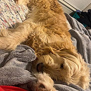 Avery Michael is registered to the contest to win money with this photo: dog, sleeping, bed, blanket, paw, fur, indoor, window_blinds, floral_sheet, gray_blanket, red_shirt, resting, pet, canine, snout, closeup, cozy, bedroom, light_colored_fur, relaxed
