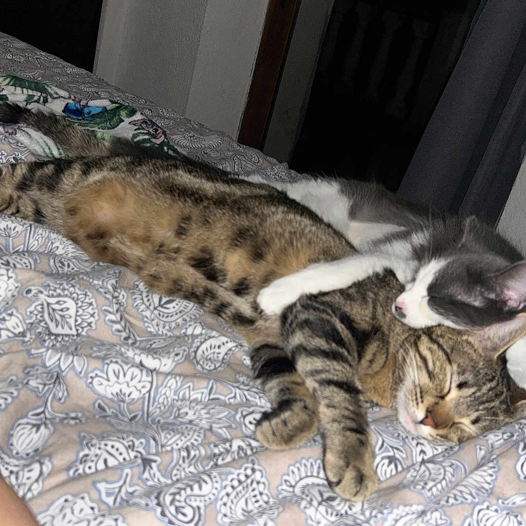 Wendy Mimi a rejoint le concours — aidez-le/la à gagner de superbes lots ! animal, bed, blanket, cat, closeup, comfort, cozy, cuddling, cute, domestic_animal, feline, fur, grey_cat, indoor, patterned_bedspread, pet, resting, sleeping, tabby_cat, two_cats