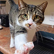 Louie joined the competition — help win amazing prizes! cat, tabby, white_paws, kitchen_counter, curious, close_up, pet, indoor, whiskers, green_eyes, feline, paw, reaching, household, appliance, countertop, domestic_animal, fur, cute, animal