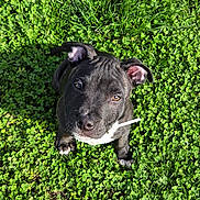 Arkhann a rejoint le concours — aidez-le/la à gagner de superbes lots ! dog, puppy, black_dog, grass, clover, outdoor, close_up, looking_up, brown_eyes, floppy_ear, wet_nose, paw, white_chest, sunlight, shadow, collar, white_object, cute, pet, nature
